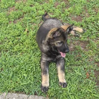 Minna, a female German Shepherd Dog for sale in Livingston Manor, NY – 1 of 2