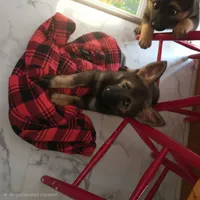 Freya, a female German Shepherd Dog for sale in Livingston Manor, NY – 3 of 4
