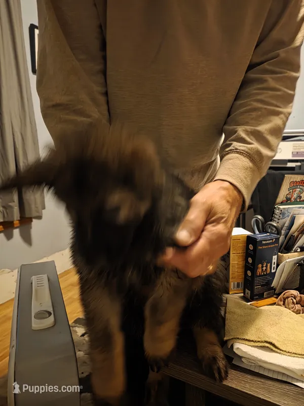 Xaden – German Shepherd Dog puppy for sale in Roscoe, NY
