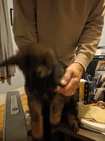 Xaden, a male German Shepherd Dog for sale in Roscoe, NY – 1 of 4