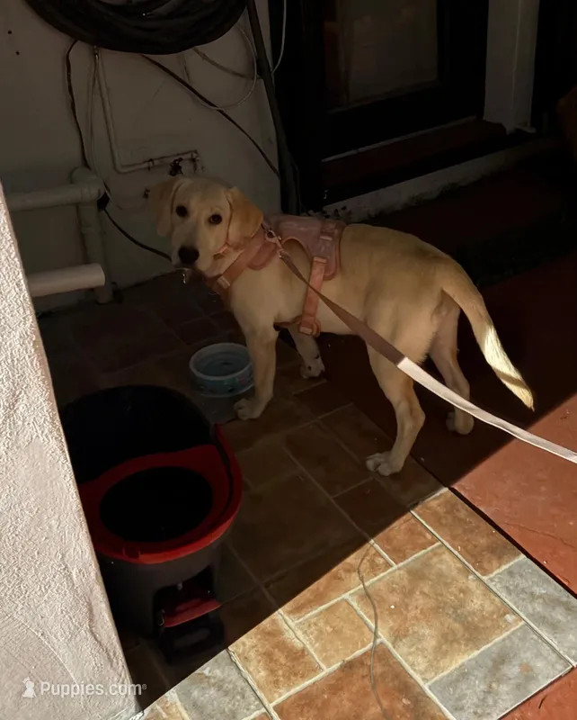 Nala  – Labrador Retriever puppy for sale in Miami, FL