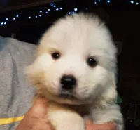 processed/bc1a2a61-1732-49a4-ba3e-7aa31fcd3867/listing/925c1f4c-18a4-4df7-9929-a494145ab113/b9e29776-d9d8-4be3-bd27-52ec0f3355ec