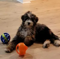 Timber, a male Bernedoodle for sale in Jacksonville, FL – Photo 1 of 5