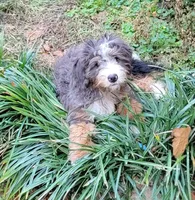 Timber, a male Bernedoodle for sale in Jacksonville, FL – Photo 3 of 5