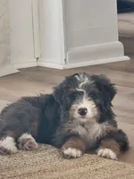 Timber, a male Bernedoodle for sale in Jacksonville, FL – Photo 5 of 5