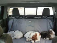 Timber, a male Bernedoodle for sale in Jacksonville, FL – Photo 2 of 5