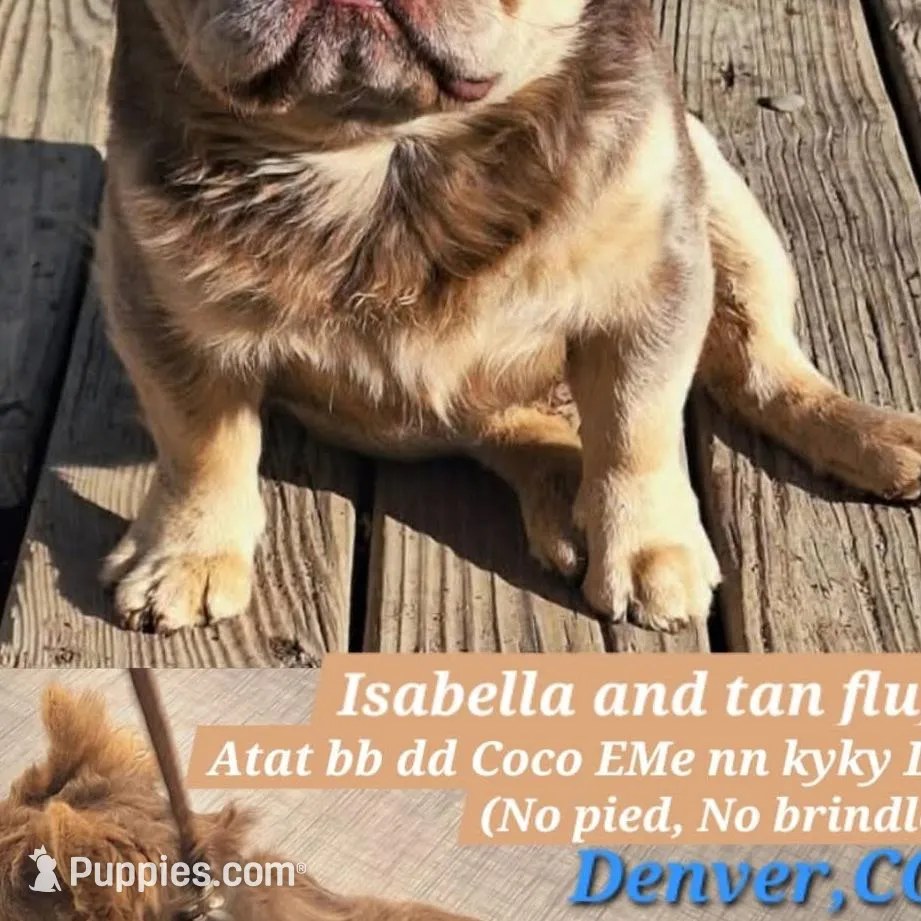 Tigger, a male French Bulldog for sale in Dayton, OH – Photo 1 of 2