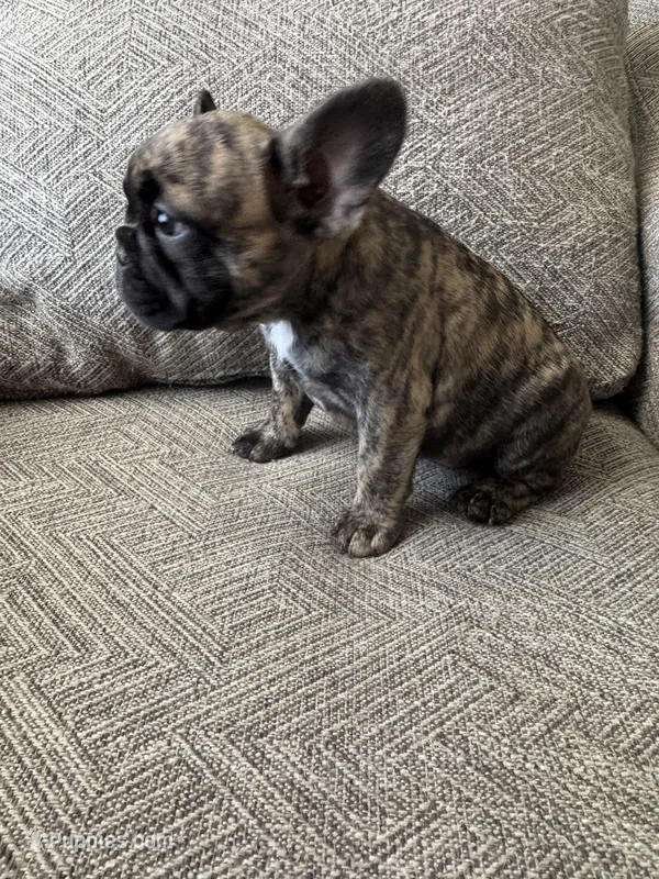 Tigger – French Bulldog puppy for sale in Colorado Springs, CO