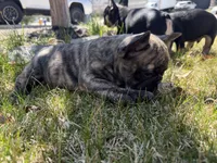 Tigger, a male French Bulldog for sale in Colorado Springs, CO – Photo 2 of 2