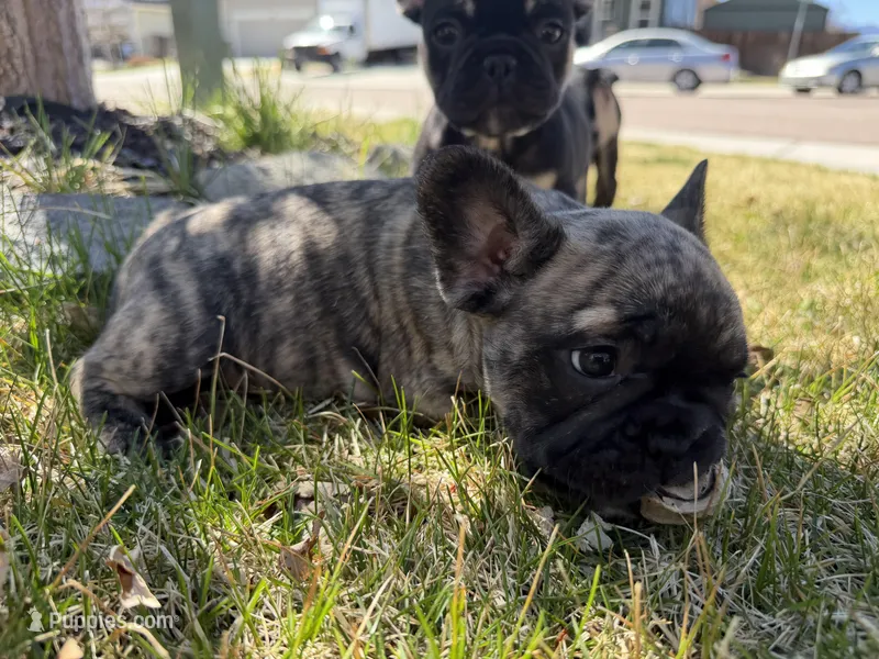 Tigger – French Bulldog puppy for sale in Colorado Springs, CO