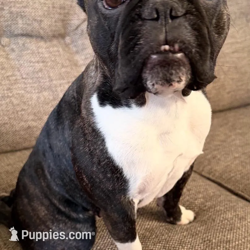 Tigger, a male French Bulldog for sale in Dayton, OH – Photo 2 of 2