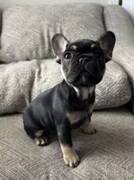 Gucci, a male French Bulldog for sale in Colorado Springs, CO – Photo 5 of 6