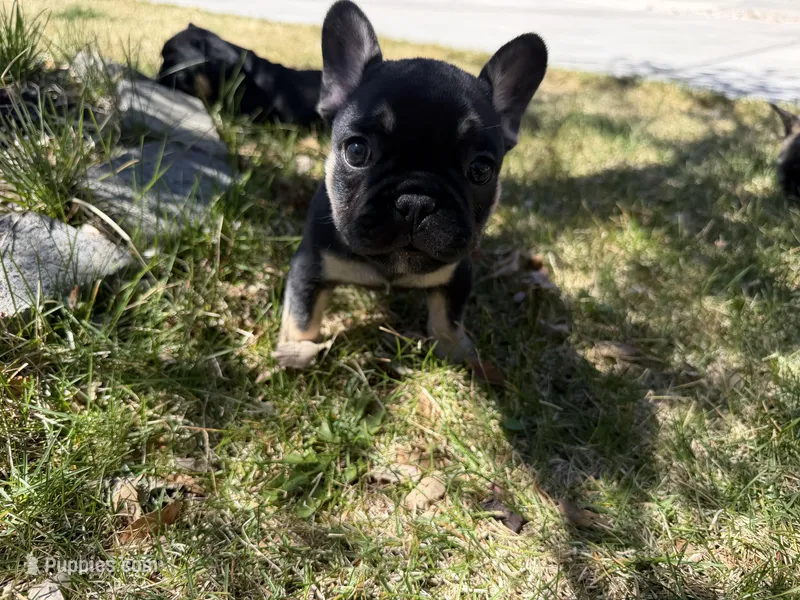 Teddy Bear – French Bulldog puppy for sale in Colorado Springs, CO