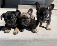Teddy Bear, a male French Bulldog for sale in Colorado Springs, CO – Photo 2 of 5