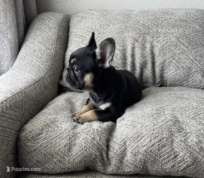 Gucci, a male French Bulldog for sale in Colorado Springs, CO – Photo 1 of 6