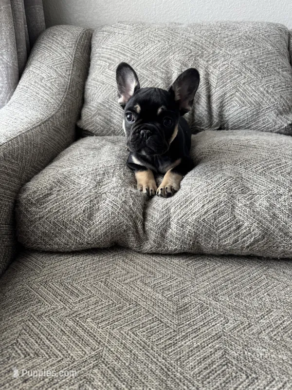 Gucci – French Bulldog puppy on hold in Colorado Springs, CO