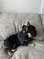 Gucci, a male French Bulldog for sale in Colorado Springs, CO – Photo 3 of 6