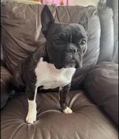 Gucci, a male French Bulldog for sale in Colorado Springs, CO – Photo 4 of 6