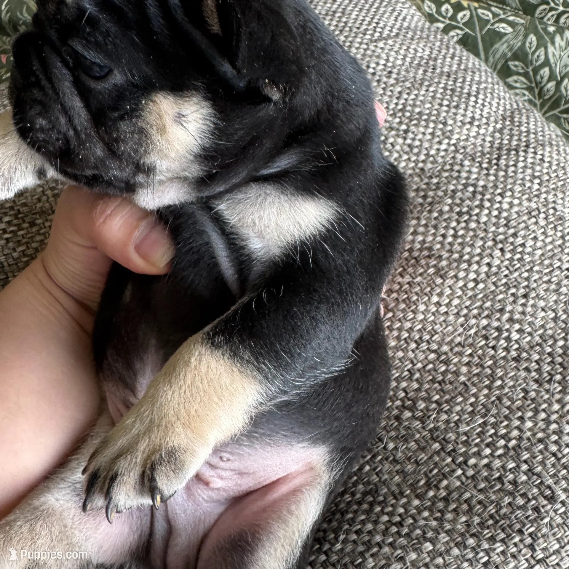 Teddy Bear – French Bulldog puppy for sale in Dayton, OH