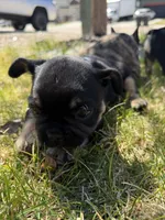Harry, a male French Bulldog for sale in Colorado Springs, CO – Photo 7 of 9