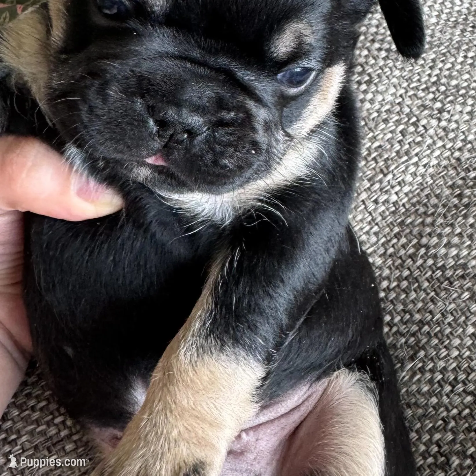 Harry Potter  – French Bulldog puppy for sale in Dayton, OH
