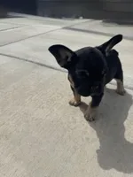 Harry, a male French Bulldog for sale in Colorado Springs, CO – Photo 5 of 9