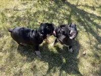 Harry Potter , a male French Bulldog for sale in Colorado Springs, CO – Photo 2 of 5