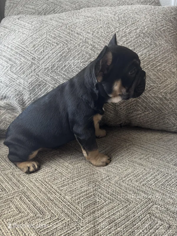 Harry – French Bulldog puppy for sale in Colorado Springs, CO