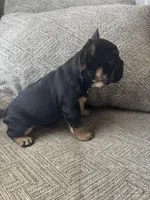 Harry, a male French Bulldog for sale in Colorado Springs, CO – Photo 1 of 9