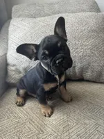 Harry, a male French Bulldog for sale in Colorado Springs, CO – Photo 4 of 9