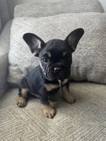 Harry, a male French Bulldog for sale in Colorado Springs, CO – Photo 3 of 9