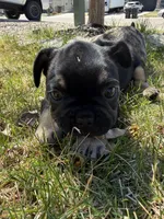 Harry Potter , a male French Bulldog for sale in Colorado Springs, CO – Photo 3 of 5