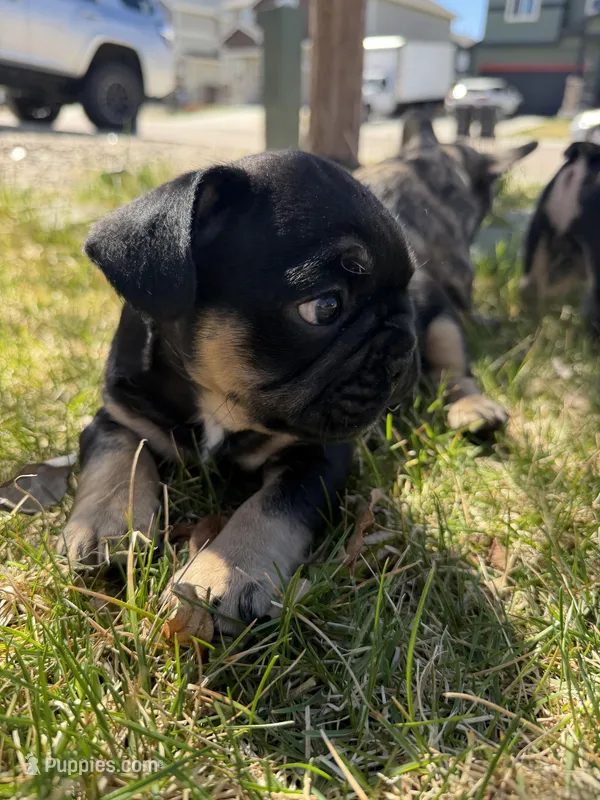 Harry Potter  – French Bulldog puppy for sale in Colorado Springs, CO