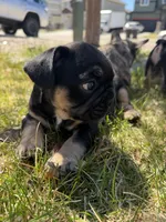 Harry, a male French Bulldog for sale in Colorado Springs, CO – Photo 8 of 9