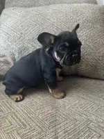 Harry, a male French Bulldog for sale in Colorado Springs, CO – Photo 2 of 9