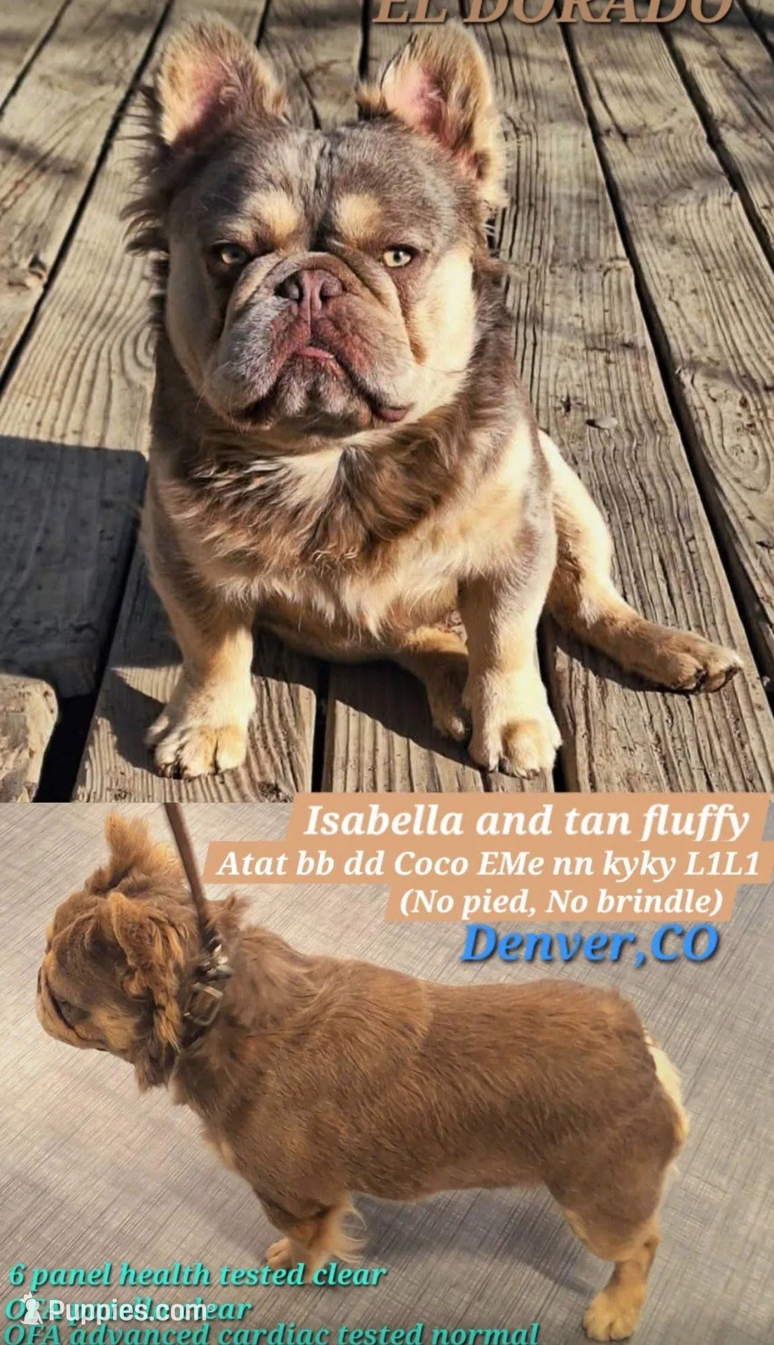 Teddy Bear, a male French Bulldog for sale in Colorado Springs, CO – Photo 5 of 5