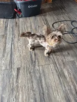 CKC Male Chocolate Merle Yorkie, a male Yorkshire Terrier for sale in St. Louis, MO – 2 of 10
