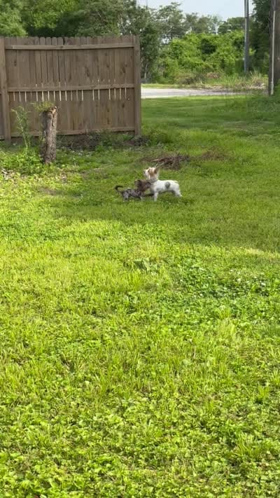 CKC registered Chocolate Merle Yorkie , a male Yorkshire Terrier for sale in St. Louis, MO – 9 of 10