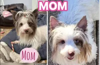 CKC registered Chocolate Merle Yorkie , a male Yorkshire Terrier for sale in St. Louis, MO – 7 of 10