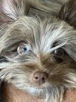 Pretty Boy Flint, a male Yorkshire Terrier for sale in St. Louis, MO – 4 of 7