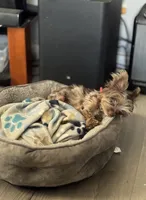 Pretty Boy Flint, a male Yorkshire Terrier for sale in St. Louis, MO – 2 of 7
