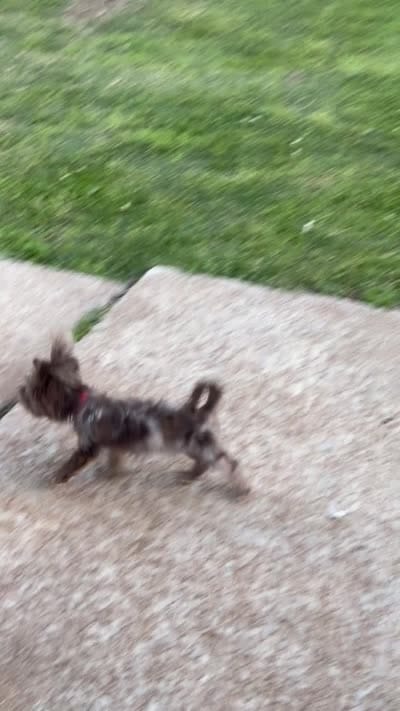 CKC registered Chocolate Merle Yorkie , a male Yorkshire Terrier for sale in St. Louis, MO – 10 of 10