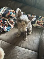 Pretty Boy Flint, a male Yorkshire Terrier for sale in St. Louis, MO – 6 of 7