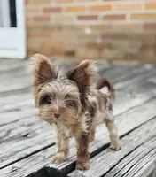 Pretty Boy Flint, a male Yorkshire Terrier for sale in St. Louis, MO – 1 of 7