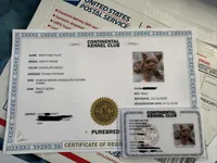 CKC Male Chocolate Merle Yorkie, a male Yorkshire Terrier for sale in St. Louis, MO – 9 of 10