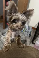 Pretty Boy Flint, a male Yorkshire Terrier for sale in St. Louis, MO – 3 of 7
