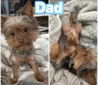 CKC registered Chocolate Merle Yorkie , a male Yorkshire Terrier for sale in St. Louis, MO – 8 of 10