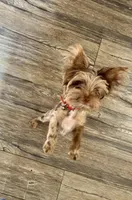 CKC registered Chocolate Merle Yorkie , a male Yorkshire Terrier for sale in St. Louis, MO – 4 of 10
