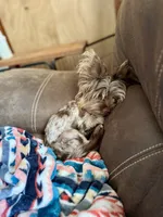 CKC Male Chocolate Merle Yorkie, a male Yorkshire Terrier for sale in St. Louis, MO – 4 of 10