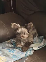 Pretty Boy Flint, a male Yorkshire Terrier for sale in St. Louis, MO – 7 of 7
